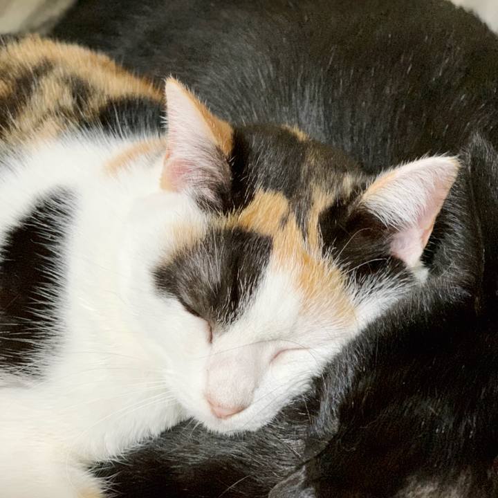 E476d10c f122 4a83 9e6b f2360649fa08 1543720190381