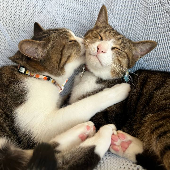 E47a15b0 a279 4c9a 9b77 4bd8a6973625 1758648843746