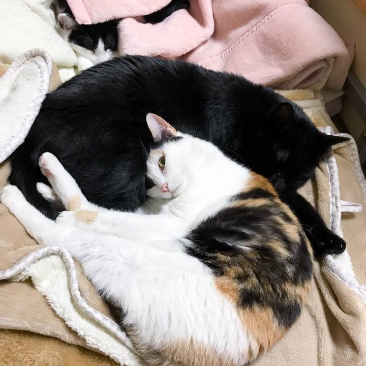 E47ca85e 1b4b 49bc a50c a7123e2dcfab 1514387277572