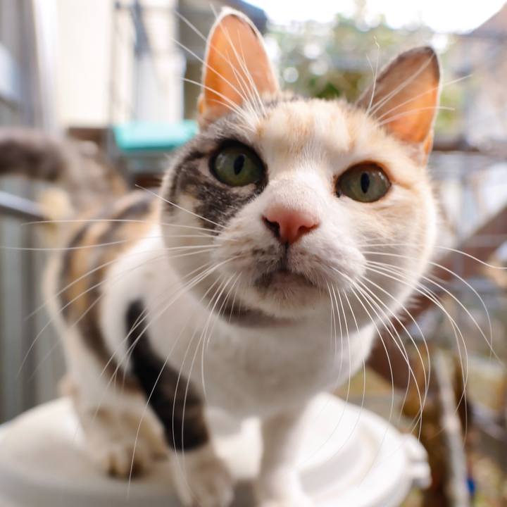 E4821b04 1a57 4c1f ba73 c6c7688d7b17 1738849887579