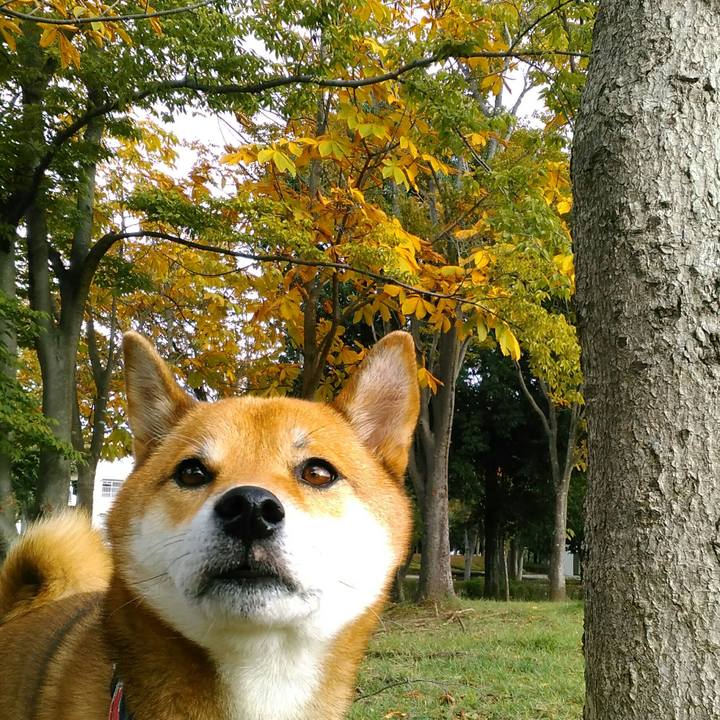 E48ae8b5 862b 468d ab5b 3c1ccee312bd 1508805411180