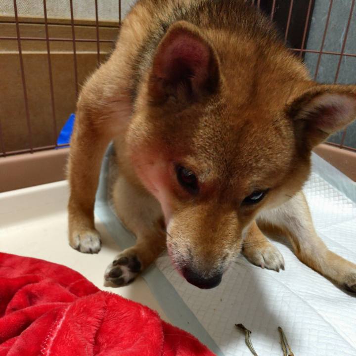 E48e52aa 3e3a 4b40 85e4 c27211802163 1528149661692