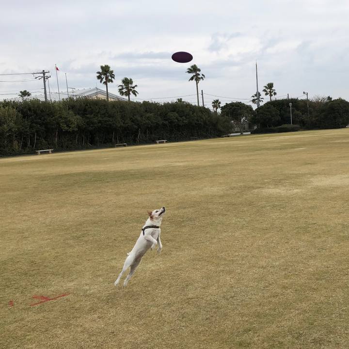 E48ea03e 0bbf 4892 ab31 2199f3d8aa10 1513411006903