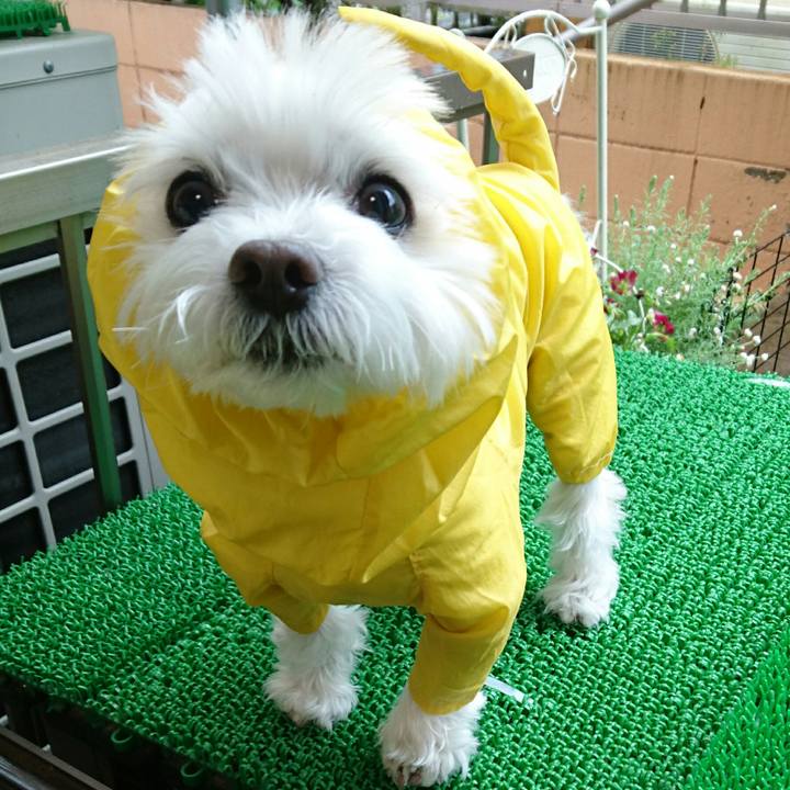 E490c47e 2569 404b b0c1 c4b5e8eea019 1507847056157