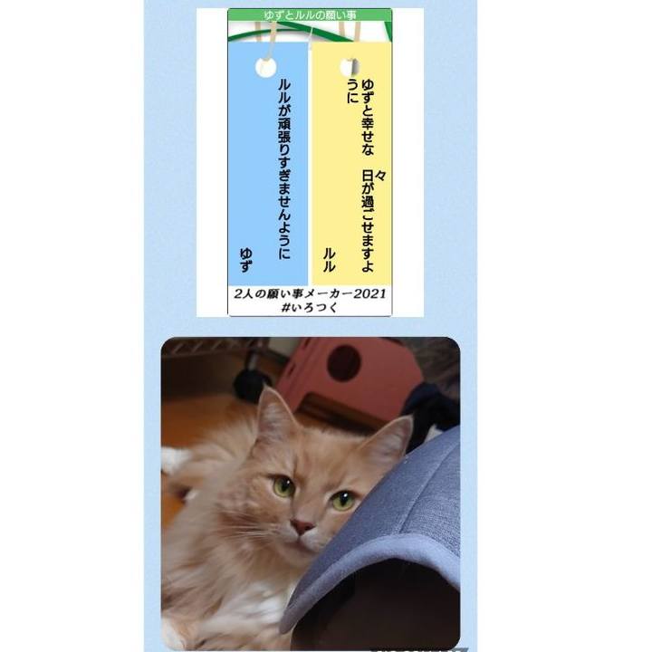 E4926994 aea8 4f81 9c0e 12aa74aaddc1 1625625345564