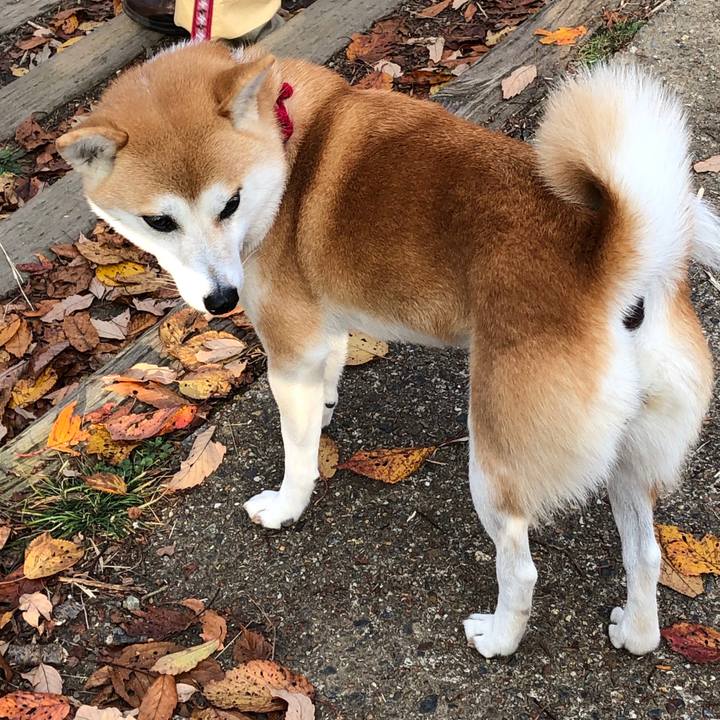 E494aa6a 3d88 4b96 b6a0 155b861352f2 1544322203706