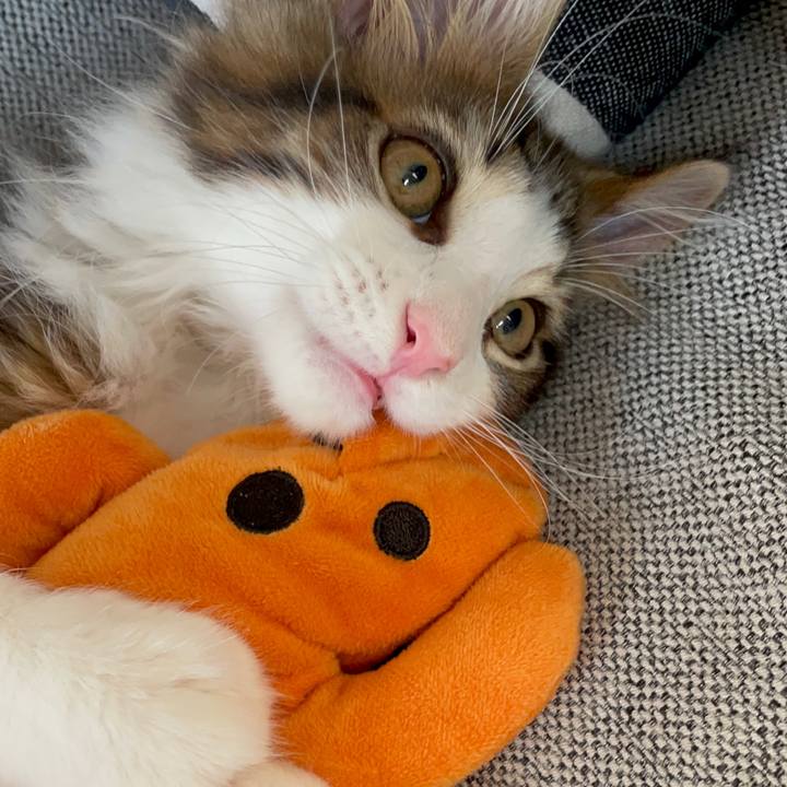 E4950509 13d3 458f 9de6 fecab982b031 1632383735174