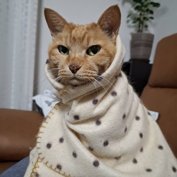 E498bc70 247f 4ce5 94a3 8070425e0c1b 1761616024960