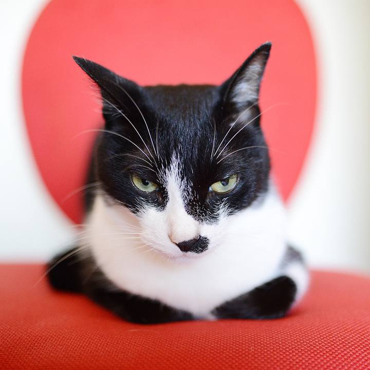 E4a02cde 529a 4c36 bd95 b6868854abc5 1533455078841