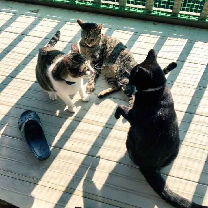 E4a1f64f d285 4154 9b7e 7ad2fe294dc8 1512694080439