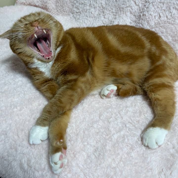 E4a22f5f 4611 4b15 816a 160ac0370ee2 1711273578364