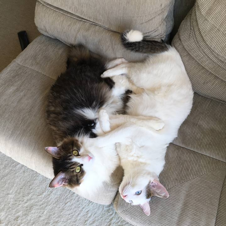 E4a37ade 753d 4a26 b052 1367cfae7fdc 1517709803561