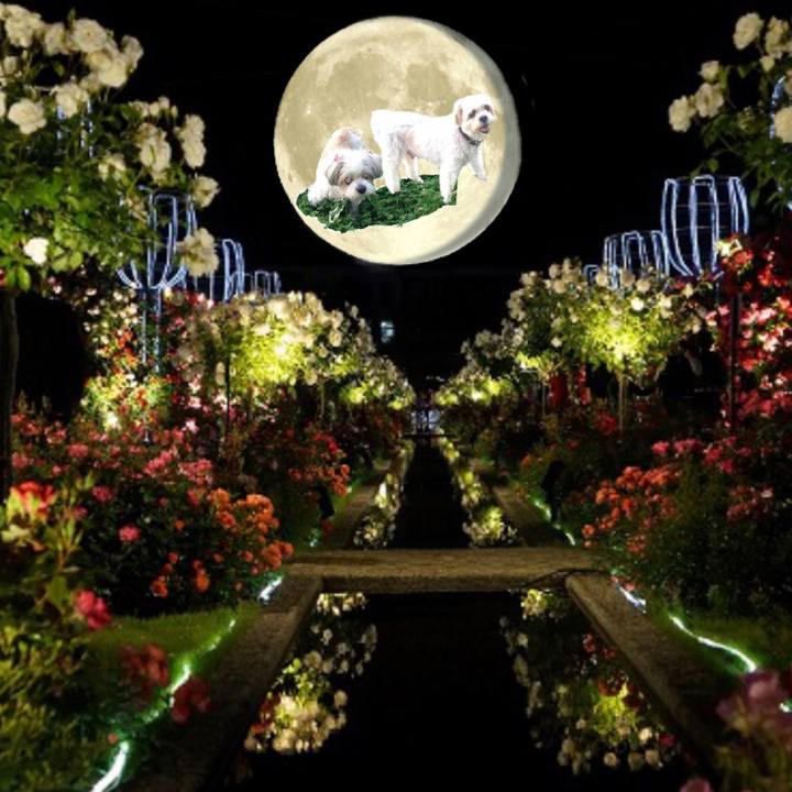 E4a5eba2 13d1 48c4 91bf 73b175524527 1547718606623