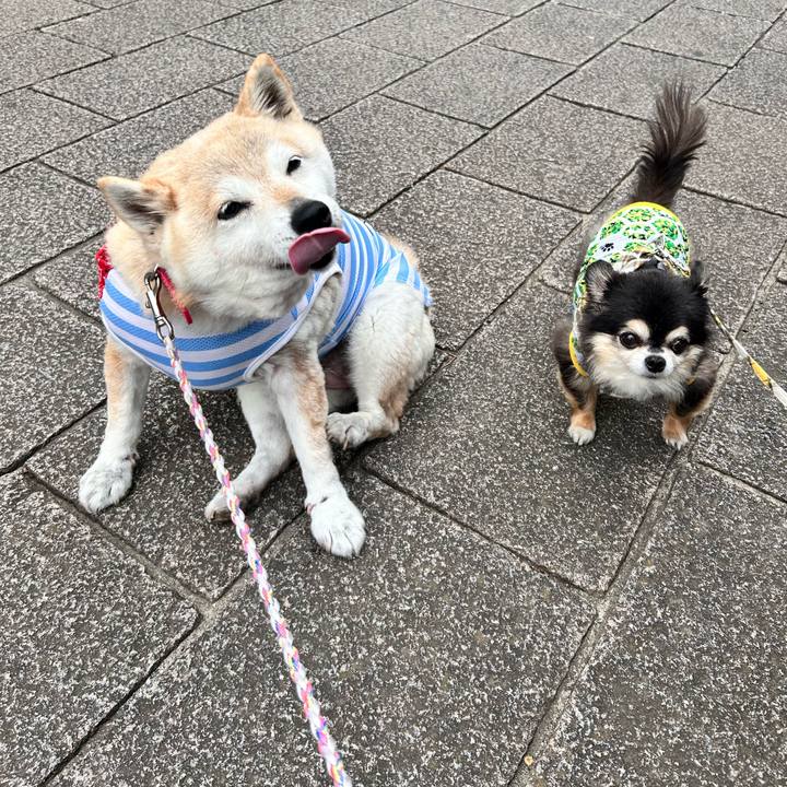 E4a703b7 4076 4dad 81ec 420b44379f33 1747379585372