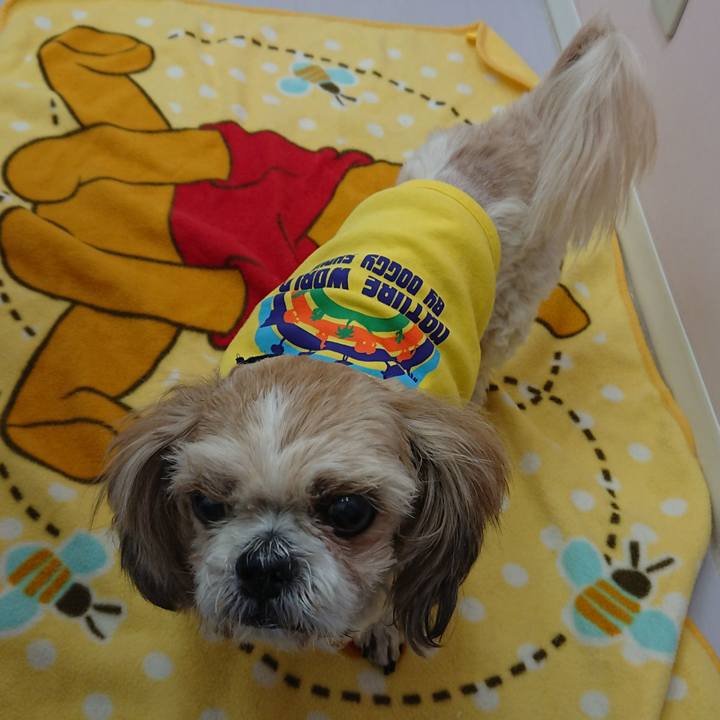 E4a78a82 8ff5 498b b190 689eb539ac45 1539767789635