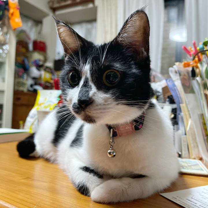 E4a8230a e60b 4d3e be14 2a1bf9d22016 1764715780875