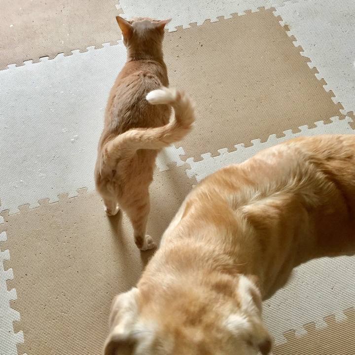 E4a8630c 3370 4459 8c1e cccd235f40ca 1535860270142