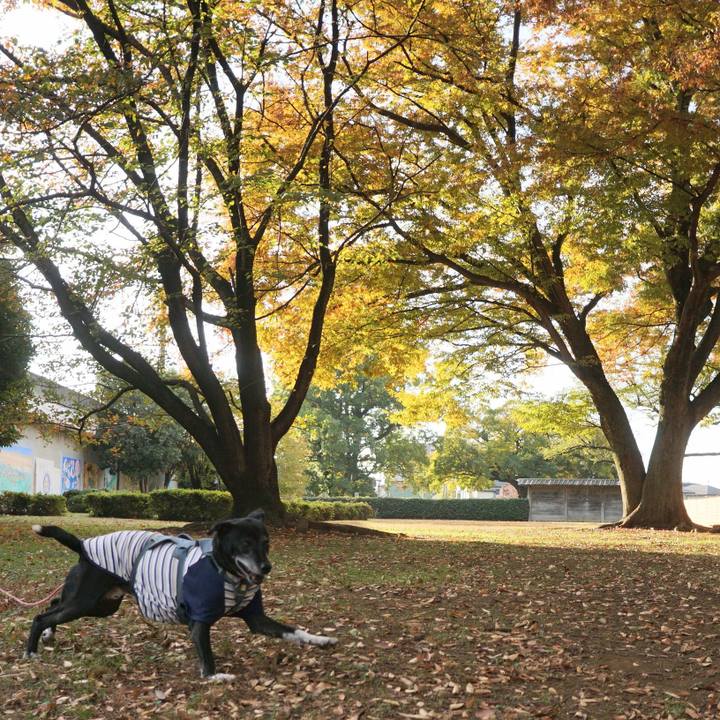 E4a8c64b 4784 4c2f bc86 a70a3737792e 1763253069788