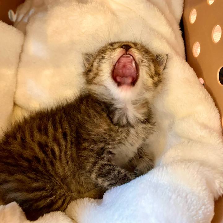 E4ac2f3d f5e9 49a9 a09c a63447640225 1635910831866