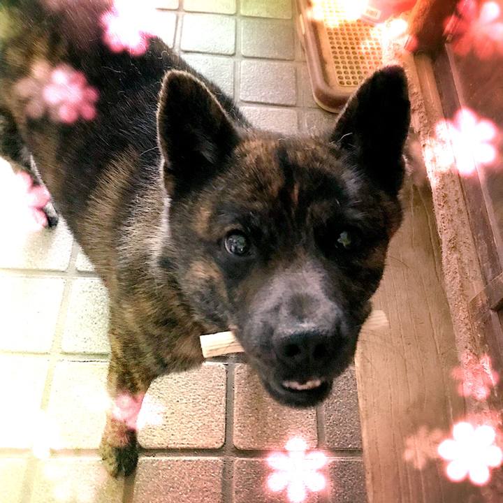 E4aed765 3de8 4d36 87a7 bbb3ca42d896 1527856050147