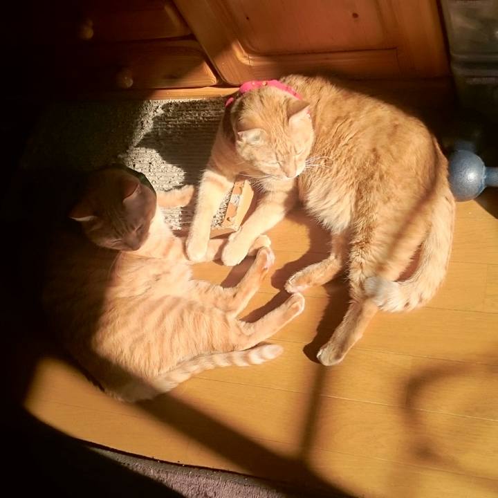 E4b016d6 e267 47cb 9a0c 445c5fb1a5b6 1513915066143