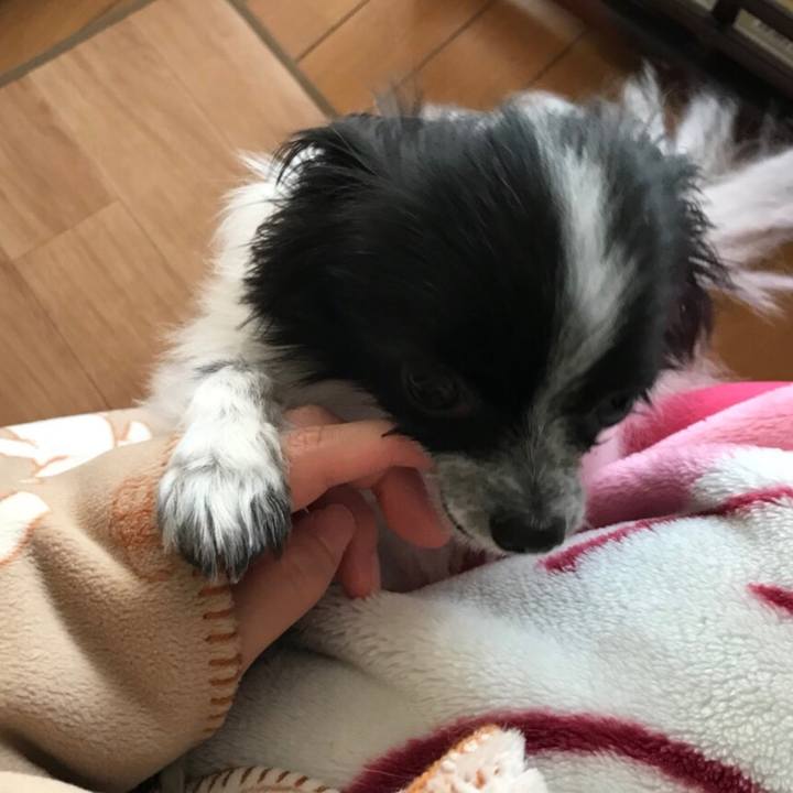 E4b0cd03 dad7 4502 8ee6 d75e2732a941 1512259802590