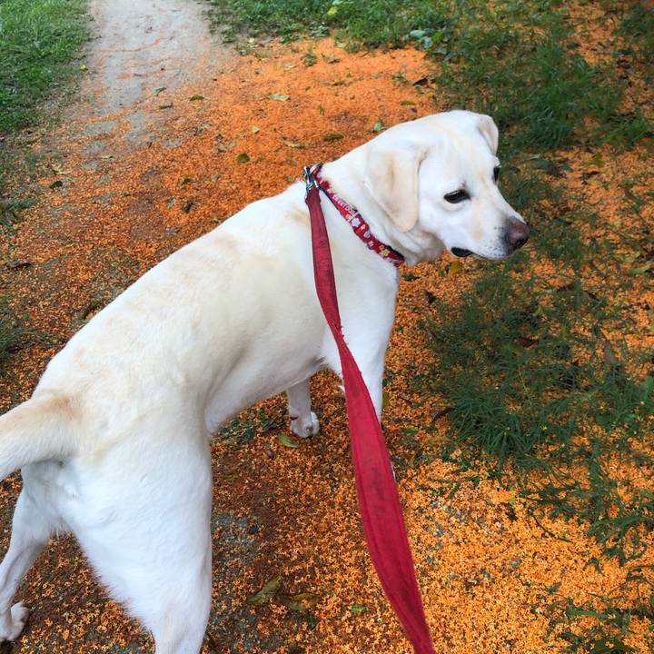 E4b4c3f6 0ce7 436a bc6b a93a33a1f1e0 1602369773752