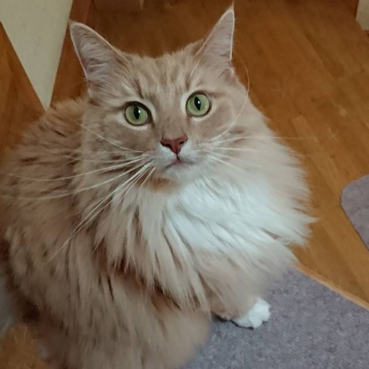 E4b5cbd0 a51f 45a1 9f4a c4f251cb4cdc 1590307666824