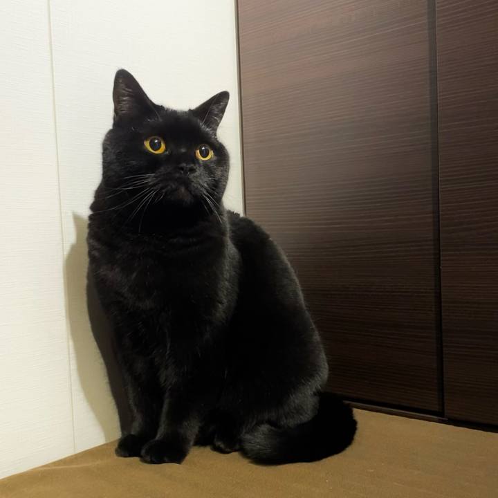 E4ba60a6 9f38 46e7 8041 b1bfb1403575 1610832299725