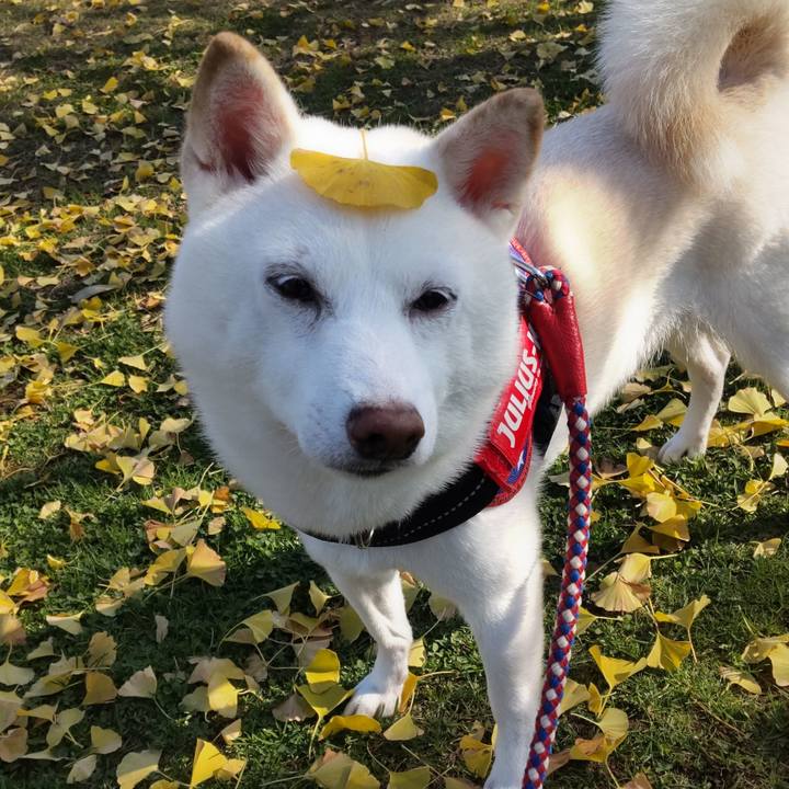 E4bac387 cd81 48a9 acca b1697e4ffee7 1637290245784