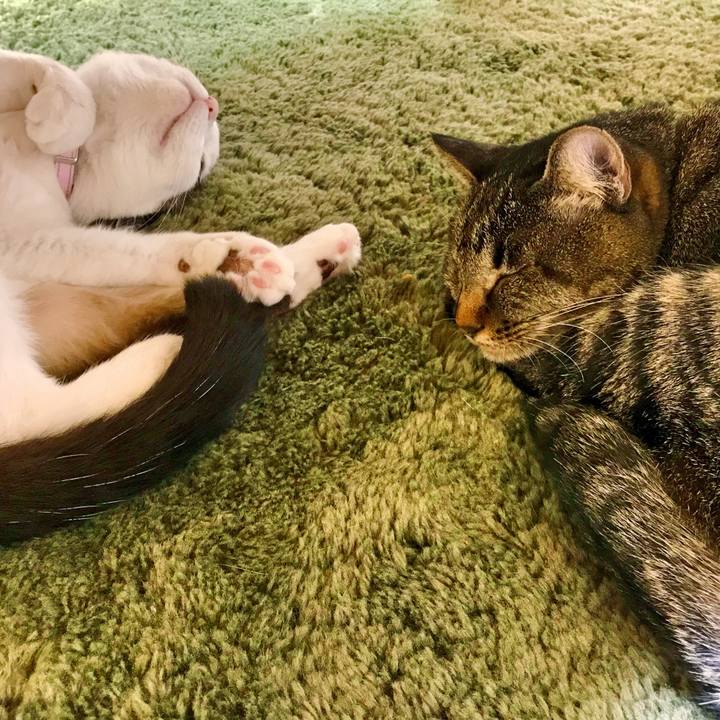 E4bafdbd 2e26 40f2 bd86 ac3af4689db1 1516756777439