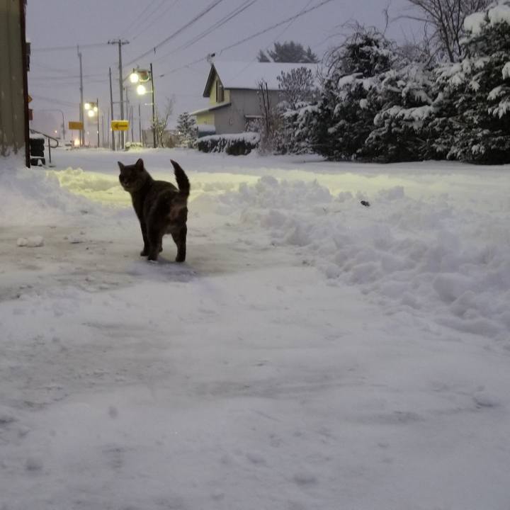 E4be42ff e328 44ca bce9 2a152f7ef9a0 1544191404884