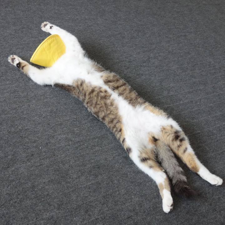 E4bea667 86f8 4938 9934 dec4b799ed03 1758694374609