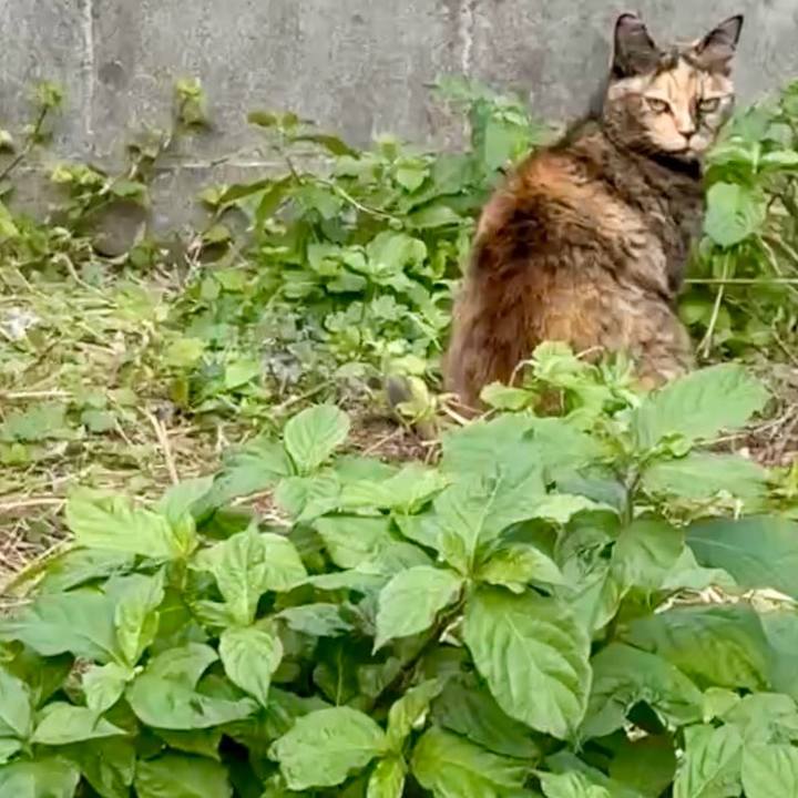 E4c17c5f 4040 4dc9 ad5a 85ea4e7b3764 1763604991694