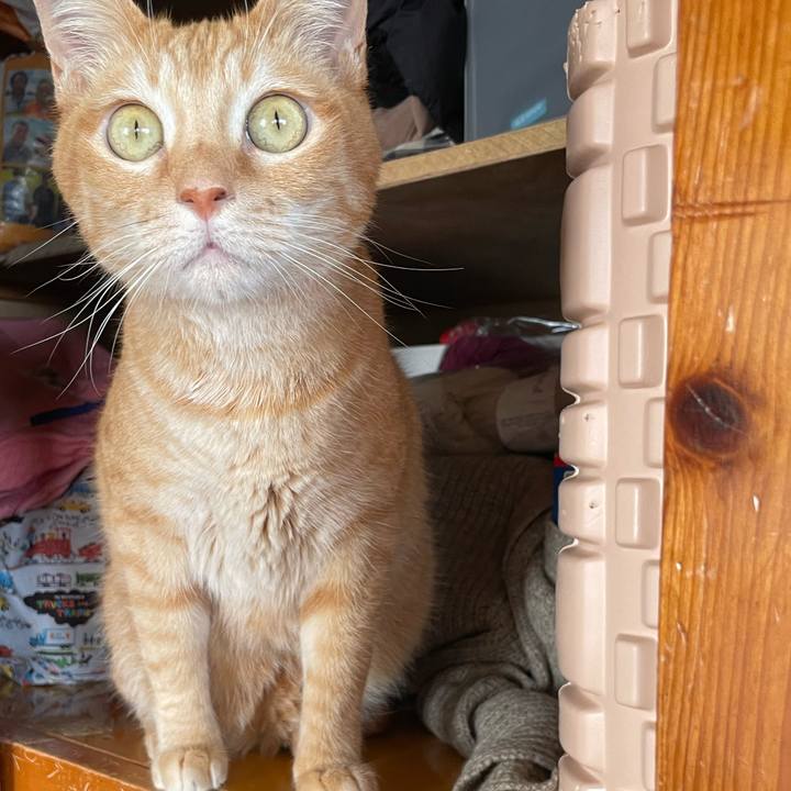 E4c34606 26fe 44cc 81da b8d1d901bfa4 1774522585453