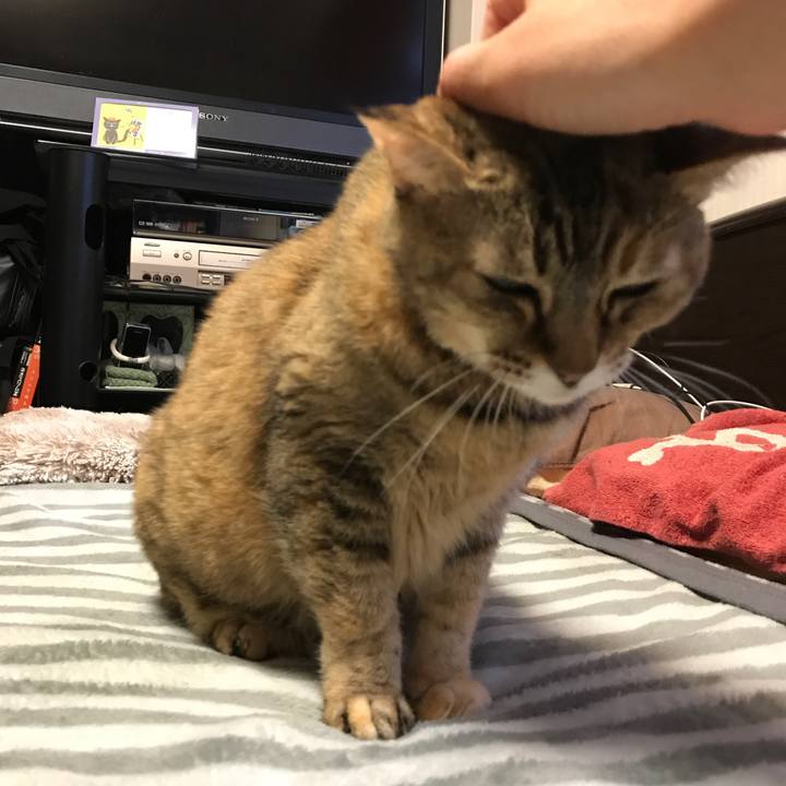 E4c49f45 610d 46eb 8606 792746d4d3ee 1510851279540