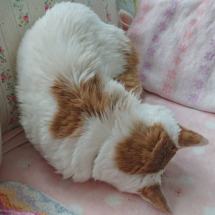 E4c58c5a 0483 475c 8ff2 49195682f9e2 1624163139581