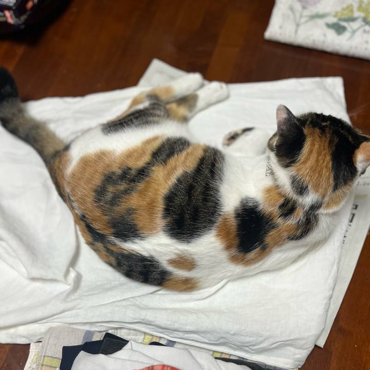 E4c5b57d 8a41 4f84 bea5 4db1b842185f 1763706867334