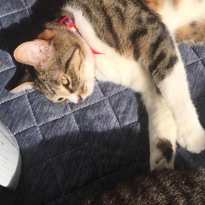 E4c5eafc 1f74 4816 adac b41d1502f5d0 1549513135771