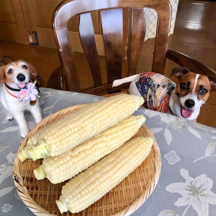 E4c641c6 00d2 4387 914e a69997cbf4d4 1599710191220