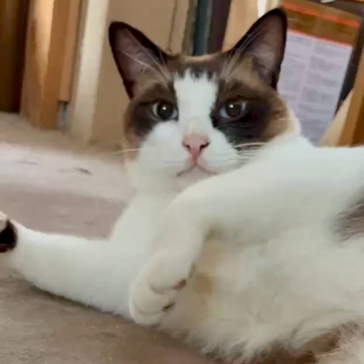 E4c6f764 8cd6 4817 aee9 83d50ab68dec 1754532366524