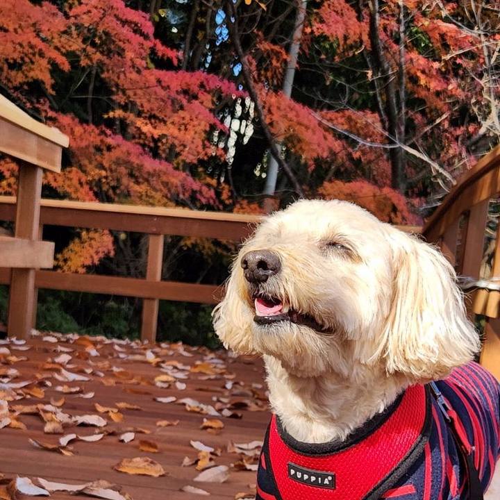 E4c82b85 faa3 4ca9 99fb a2792c00380e 1764562115836