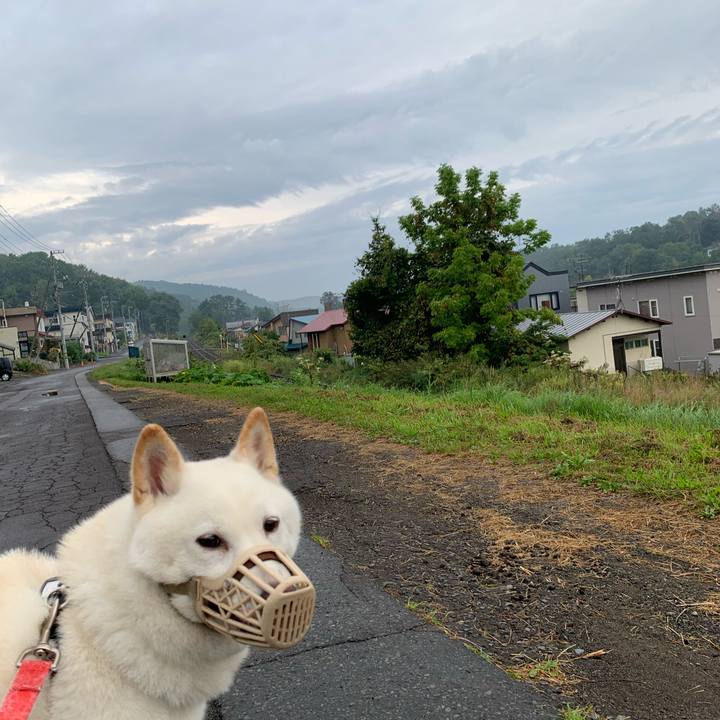 E4c870a2 bd09 4323 a9c5 c3f917c74dda 1599689059742