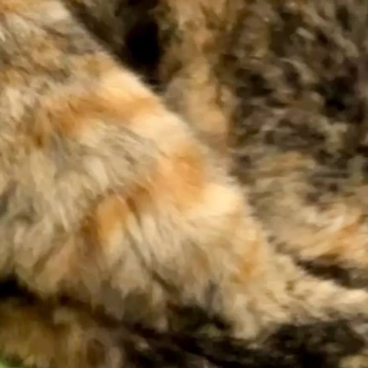 E4c99c74 535b 42a6 8d94 73a0c3eff1aa 1730280808471