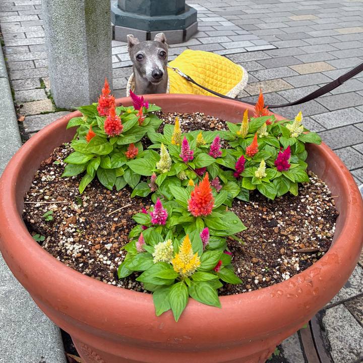 E4c9cf2f d45a 441f 8e25 bbcac2c6b028 1760264977158