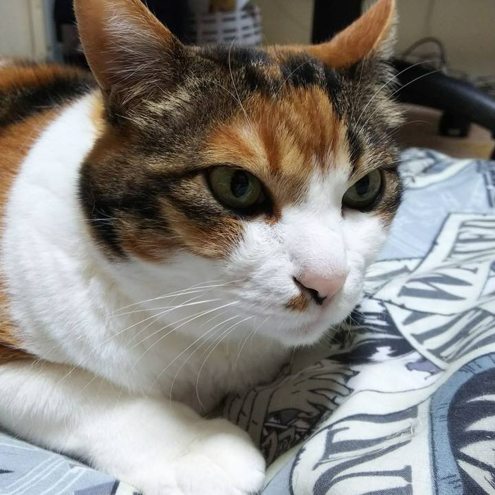 E4c9da23 0ae4 47ca bc49 53dc6e2e2a0e 1526328969969