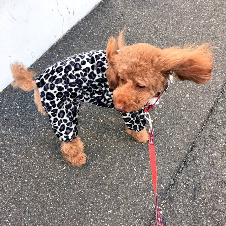 E4caddcf fb46 4c7d 9a2d f3e981b16243 1516759548017