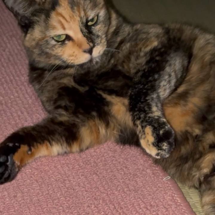 E4cc1c1f 8fa0 4779 aec9 5c6fd958815a 1764534484144