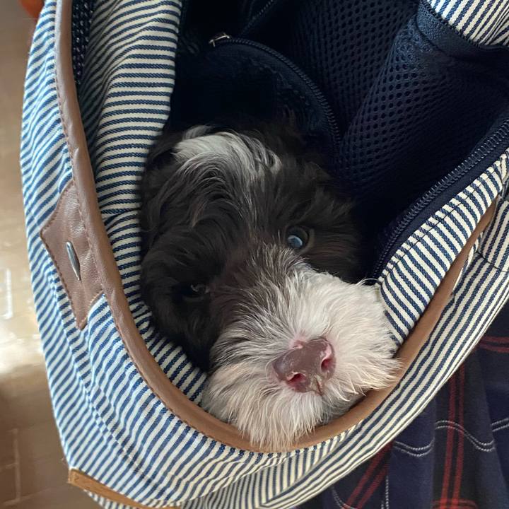 E4ce8484 469c 4d40 aeb7 f3b40b310845 1606727854274