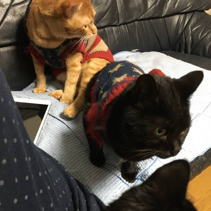 E4d04d65 d01b 4494 82fe f991dc8152d4 1542110434512